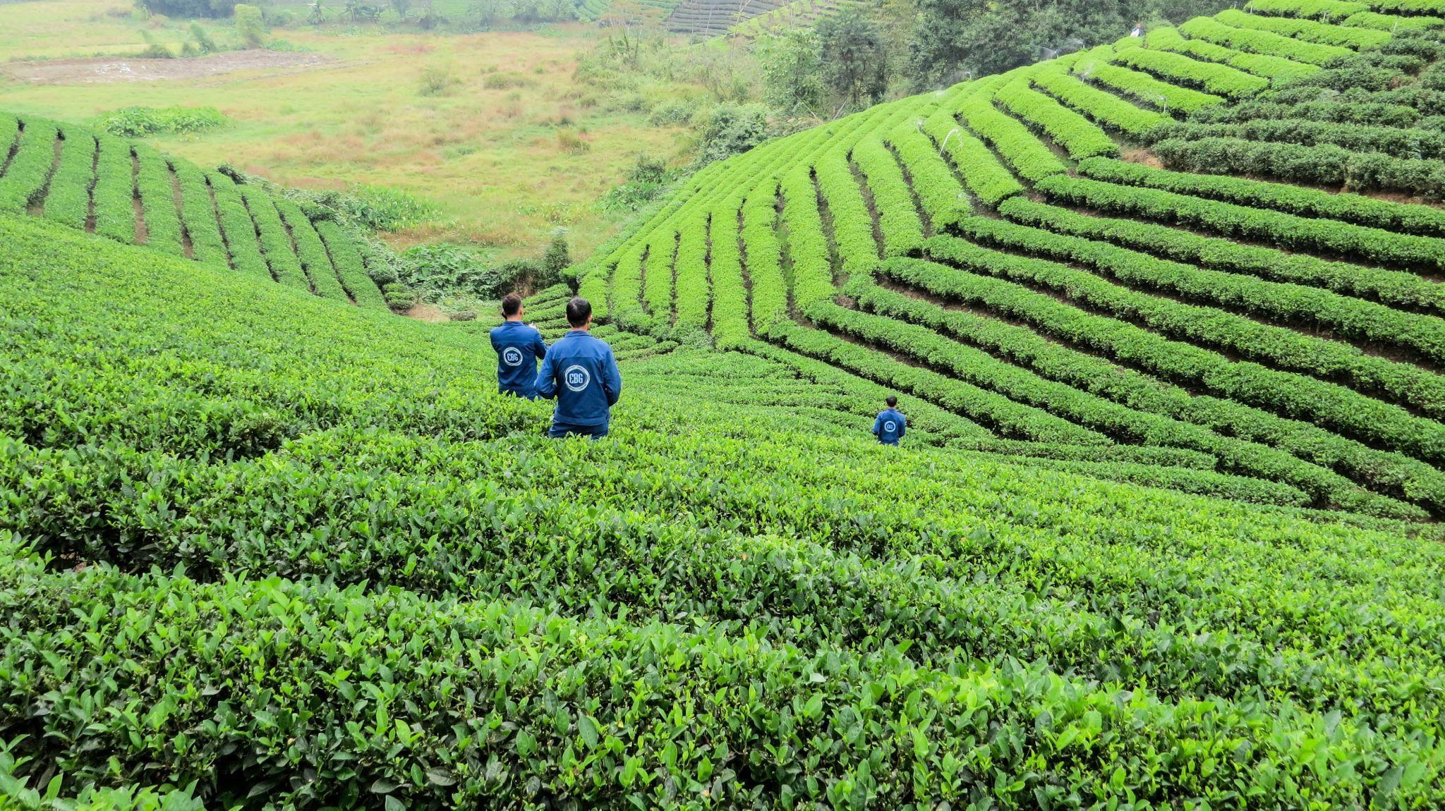 groene velden vietnam