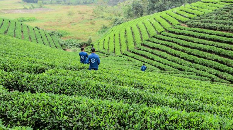 groene velden Vietnam