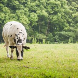 Cow eating grass. Source. Unsplash: Ilja Tuilit